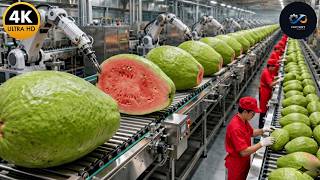 Inside a High-Tech Guava Factory: From Fresh Fruit to Pink Nectar (Full Process)