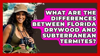 What Are The Differences Between Florida Drywood And Subterranean Termites - Reptilian Wonders