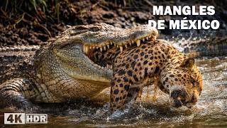 MANGLES DE MÉXICO | Los Depredadores Más Misteriosos del Manglar | Documental Completo