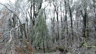 Trees breaking