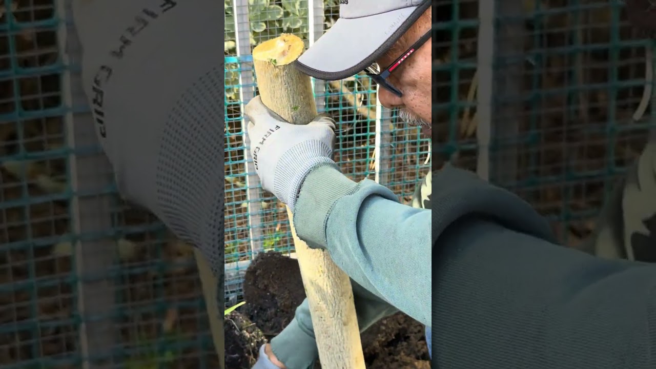 This simple egg method transforms your aloe vera #gardening #trick #shorts