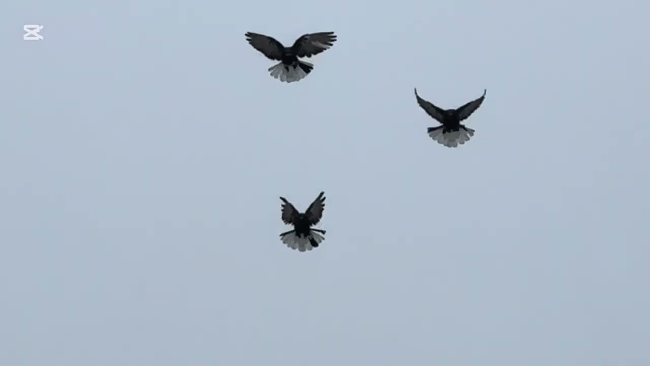 Мелитопольские голуби/ «Васильевка»