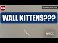 CAUGHT ON CAMERA: Kitten Stuck in Wall of Home Rescued by Firefighters in California