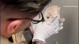 CAUGHT ON CAMERA: Kitten Stuck in Wall of Home Rescued by Firefighters in California