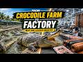 This Mega Factory Raises Giant Crocodiles for Meat, Leather and High-Value Products