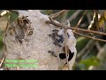 PICA PAU BRANCO, BIRO, ATACOU A CASA DO MARIMBONDO ESTRELA (POLYBIA OCCIDENTALIS), INSETOS VENENOSOS