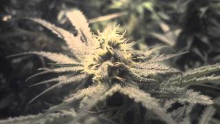 Multi Strain Marijuana Grow Day 37