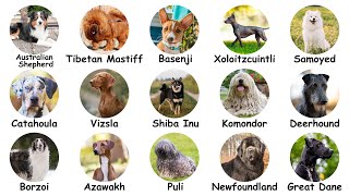 15 Top Rarest Dog Breeds Explained in 15 minutes! 🐶🐾