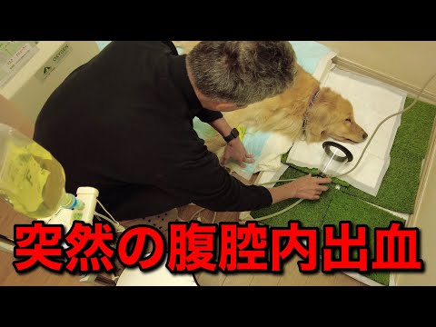 散歩中に容態が急変。お腹の中で出血が起こりいままでで一番危ない状況で戦っています。【メイプル闘病記#69】