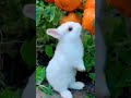 Cute rabbit shorts