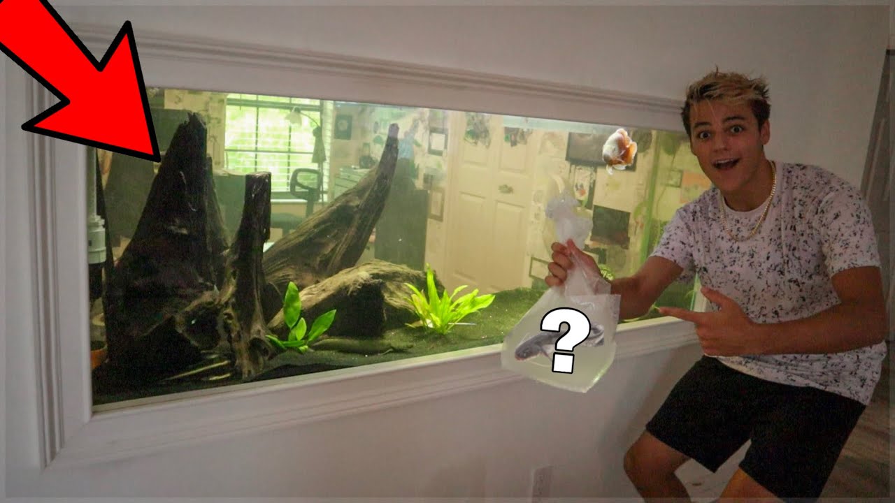 ponds at bayberry EXOTIC CATFISH for My BIG WALL TANK!!!