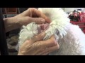 Plucking Poodle Ears