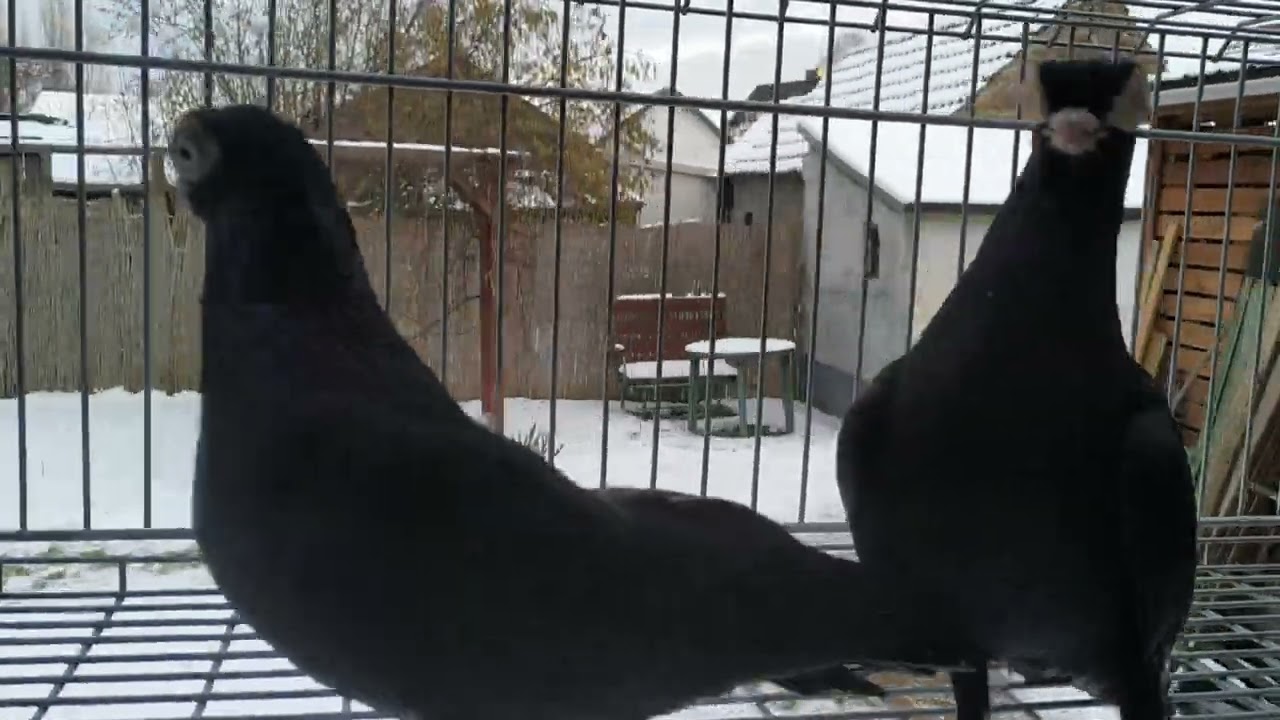 Maściuszki - samczyki.