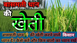 Basmati Rice की खेती करने वाले इस वीडियो को जरूर देखें | बासमती धान की खेती की बारीकियों को समझें |