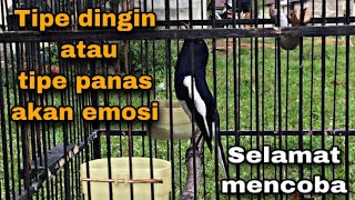 Ampuh !! Pancingan untuk kacer tipe dingin dan tipe panas