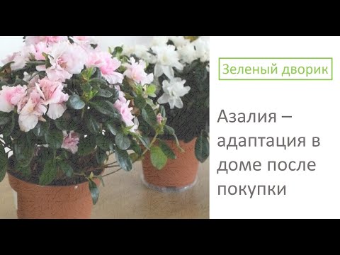 Как пересадить азалию в домашних условиях после покупки