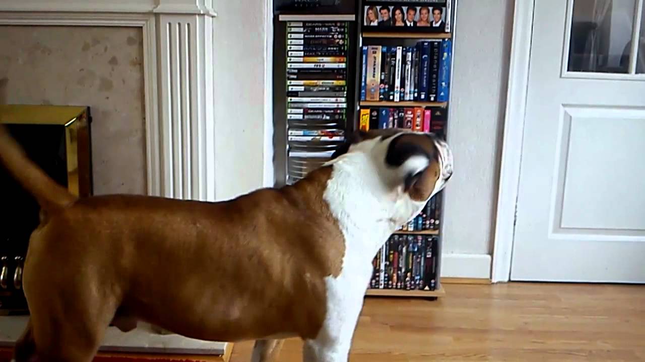 Victorian bulldog Rowdy barking YouTube