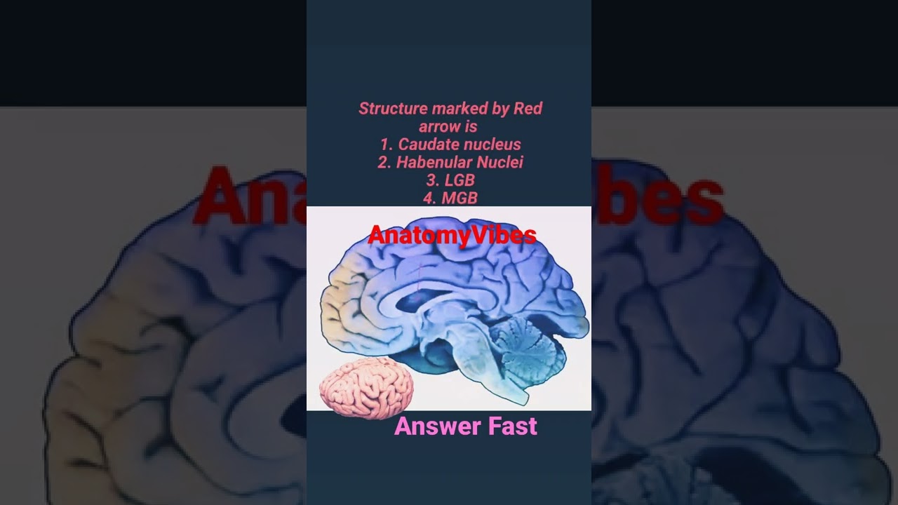 Caudate Nucleus | Basal Nuclei | Basal Ganglia | Brain | Anatomy 