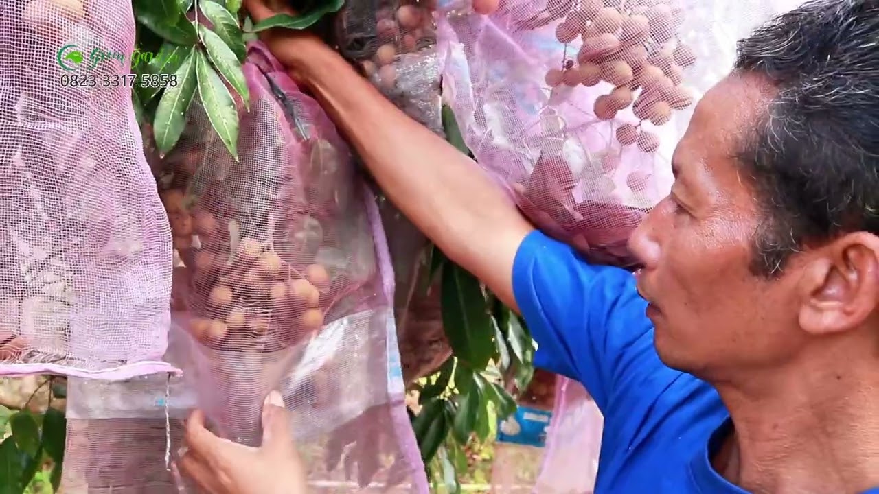 Jangan salah pilih kelengkeng , Kenapa Itoh Super #adyrajalengkeng #lengkeng #itohsuper #newkristal