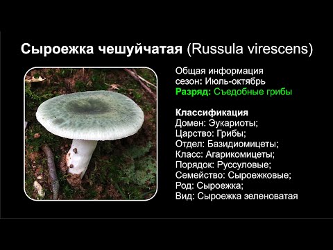 Сыроежка чешуйчатая (Russula virescens)