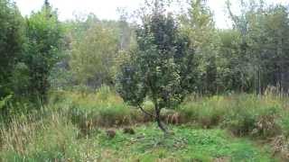 Wild Apple Trees On My Property Came Through This Year! #74 Heirloom Organic Vegetable Garden