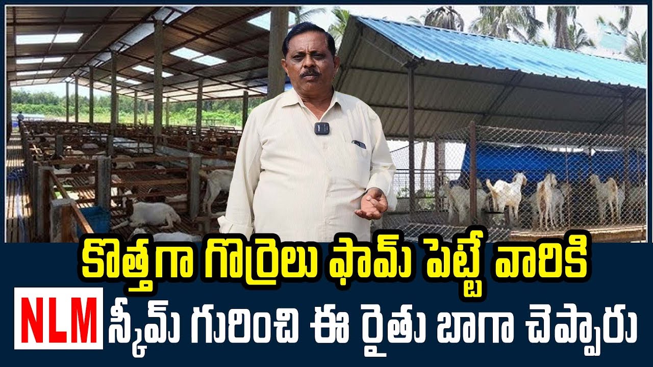 గొర్రెల ఫామ్ పెట్టే వారికి NLM స్కీమ్ గురించి అవగాహన | NLM SCHEME For Sheep And Goat Farm