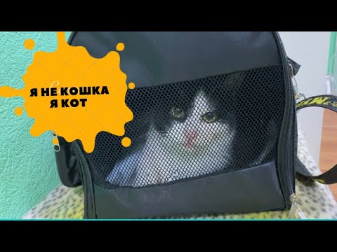 Беременная кошка оказалась котом. Плановая кастрация превратилась в удаление пиометры.