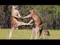 La violence extrme du kangourou  zapping sauvage