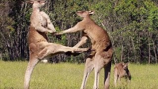 La violence extrême du kangourou - ZAPPING SAUVAGE