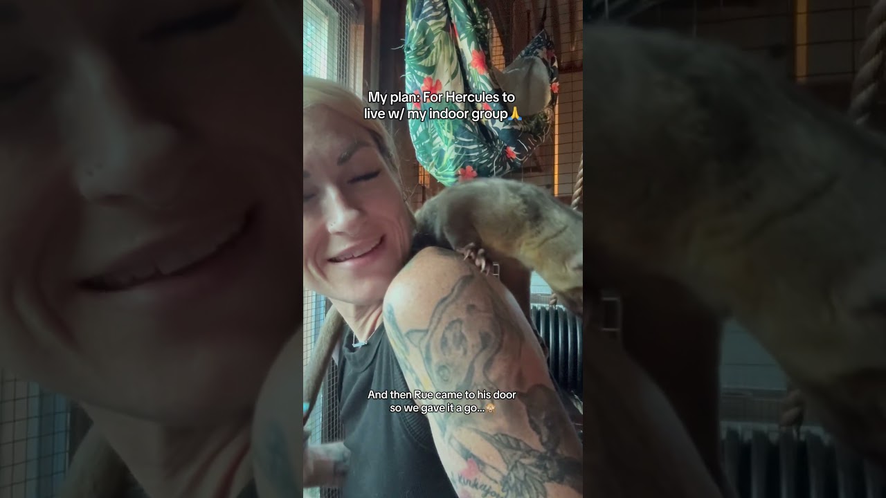 The Hercules saga continues💪🐻✨ 