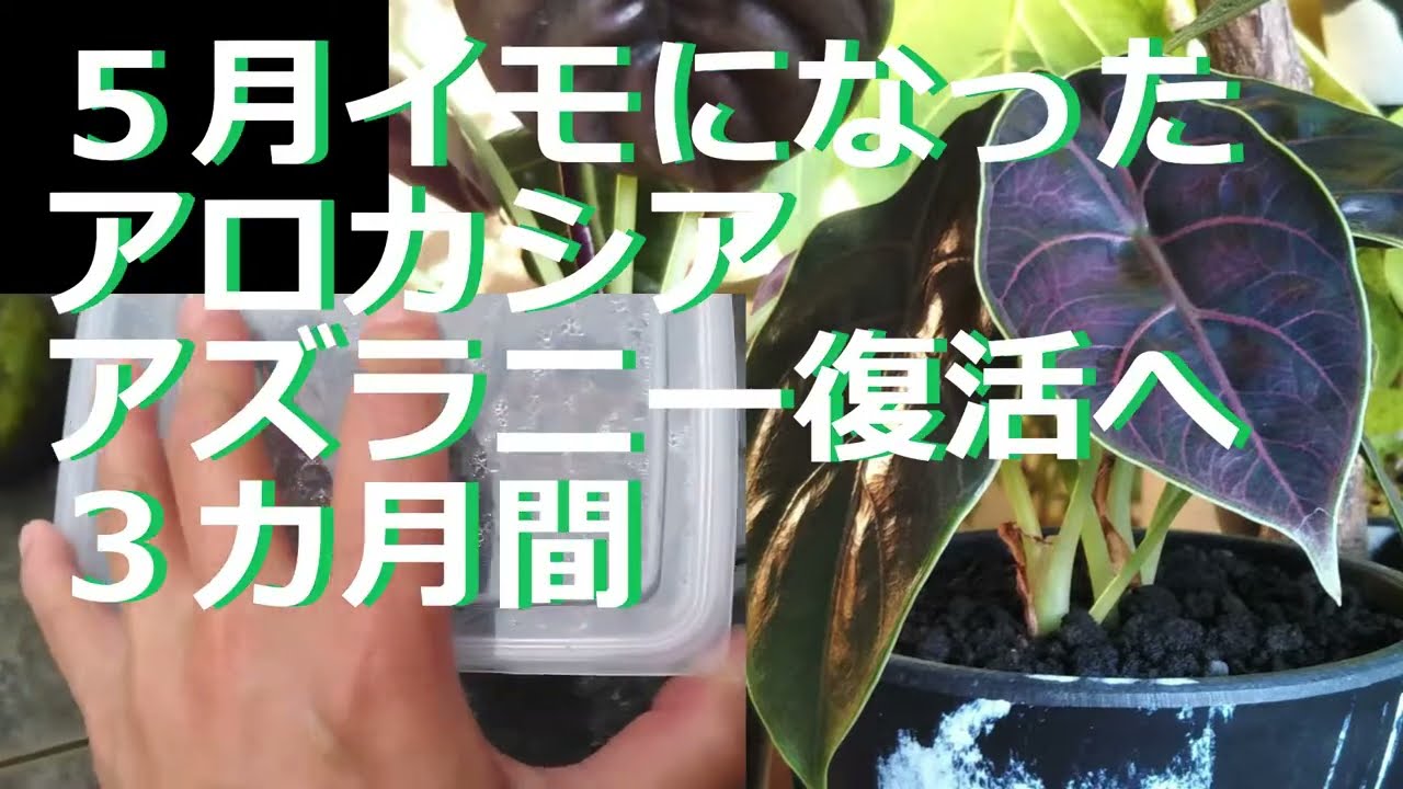 アロカシア アズラニー イエロー 8d2287ced66197342770f72ee729fb