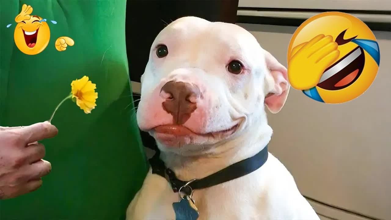 New Funny Animals 🍄 Funniest Cats and Dogs 2026 🤣 😌 