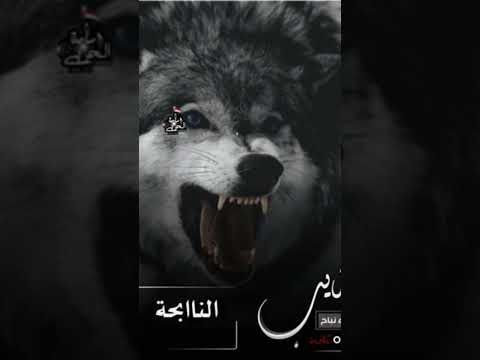 عدي السفياني الذيب يحضر