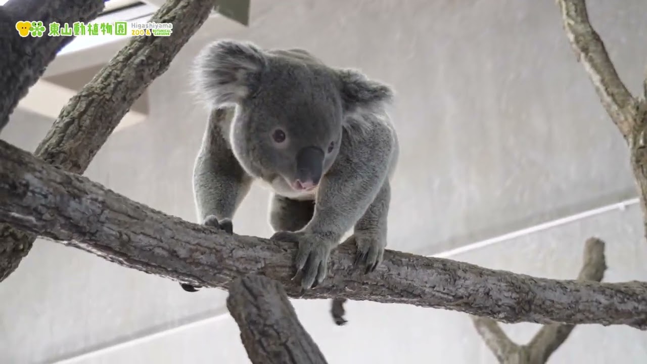 東山動植物園公式】YouTube PR動画5（2025.5改修） - YouTube