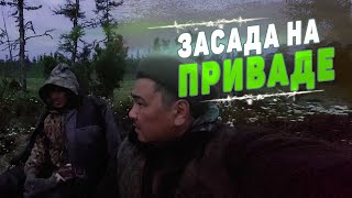 ЗАСАДА на ПРИВАДЕ. МЕДВЕДЬ ГДЕ-ТО РЯДОМ.