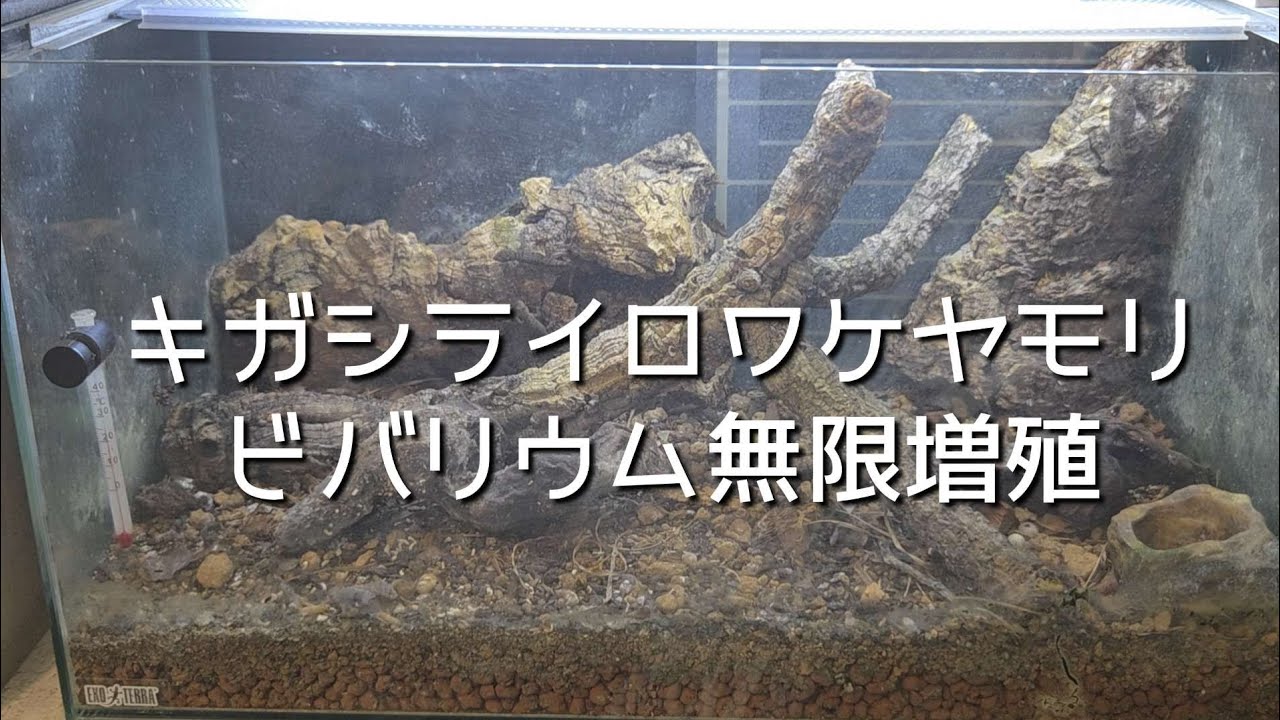A vivarium where yellow-headed geckos can multiply infinitely