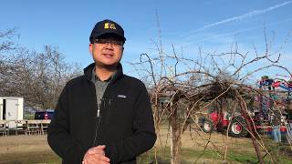 Mechanical Pruning Demonstration For Raisins