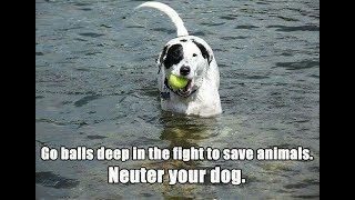 Seeds of Liberty Podcast Episode 137: Remember to Spay and Neuter your Pets and Neighbors