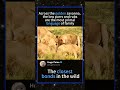 The Secret Life of Lion Prides: Cooperation and Survival #LionPride #AnimalBehavior #National