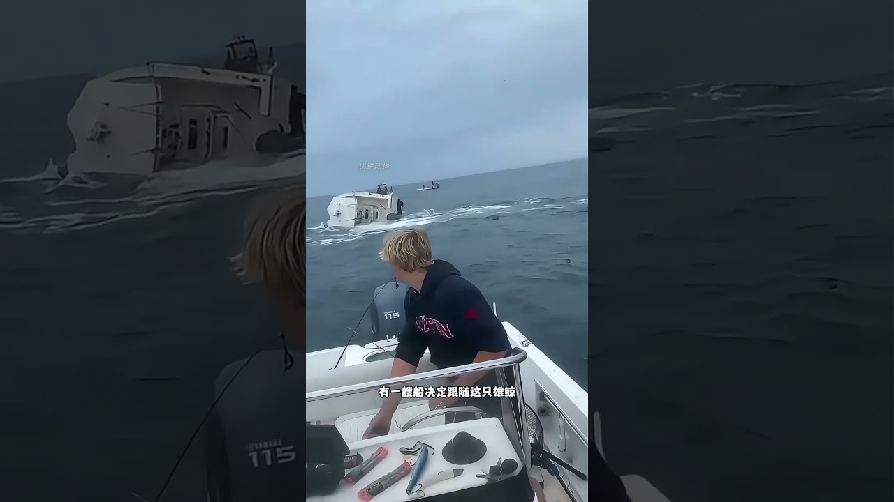 The Whale Wasn’t Attacking… It Was Asking for Help 🐋