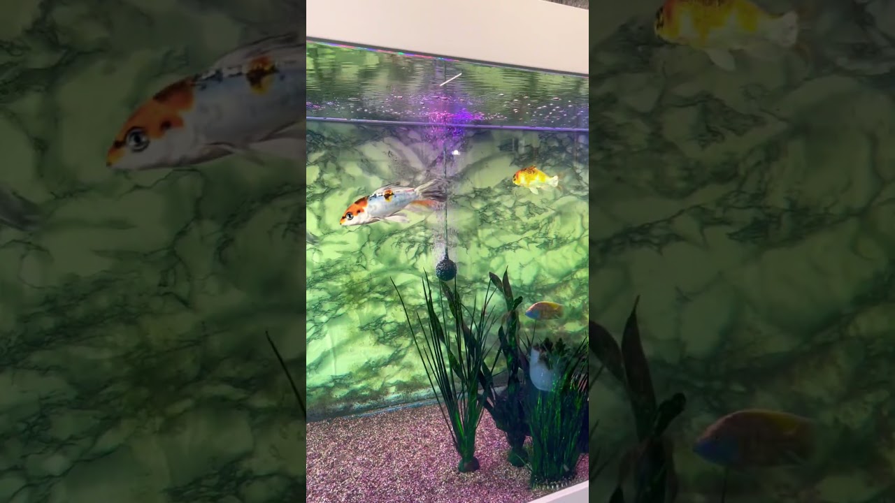 9ft aquarium blood parrot cichlid and gold fish fishtank