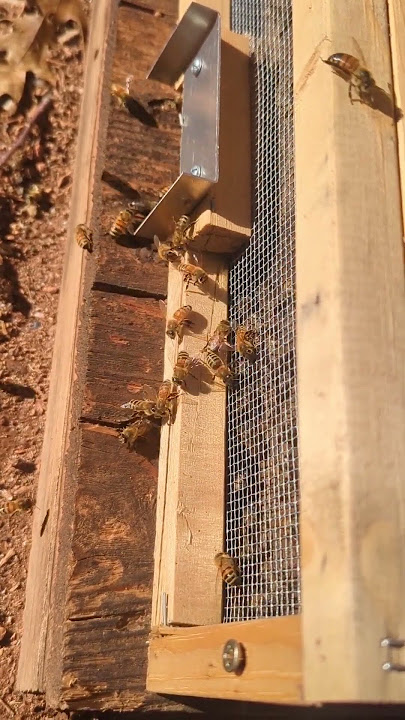 Guard bee activity on the robbing screen