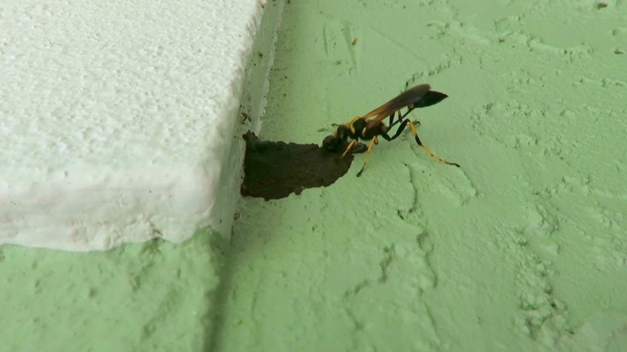 Mud dauber, Yellow and Black, Sceliphron caementarium, starting nest 1_GSW