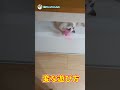 身動きが取れない場所で遊ぶ猫#shorts #ラグドール #遊ぶ