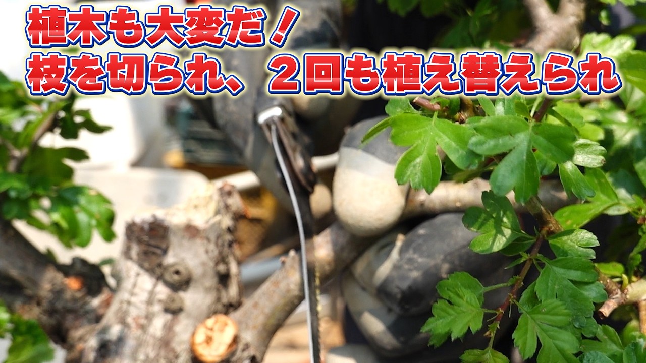 It's tough being a plant! Getting pruned and repotted twice. - YouTube