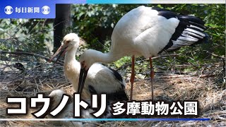 コウノトリ２羽が巣立ち　国内２位の飼育数誇る多摩動物公園