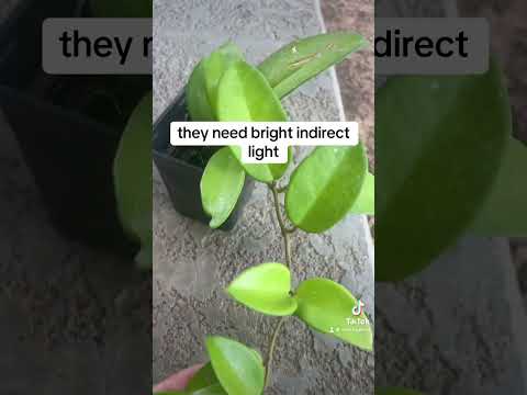 Hoya Carnosa -