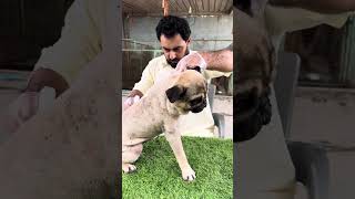 Rescue A Pug.