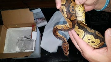Unboxing 2016 0.1 Clown Ball Python