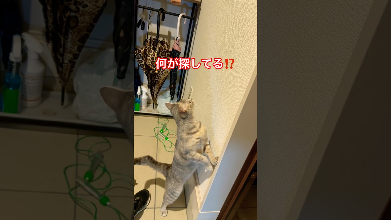[猫]ちょうちょうが家の中に入ってきて、猫はそれを見たのですが、ちょうちょうはすぐに外に出てしまい、猫はそれをずっと探し続けていました。面白かった😹 #shorts #cute #cutecat